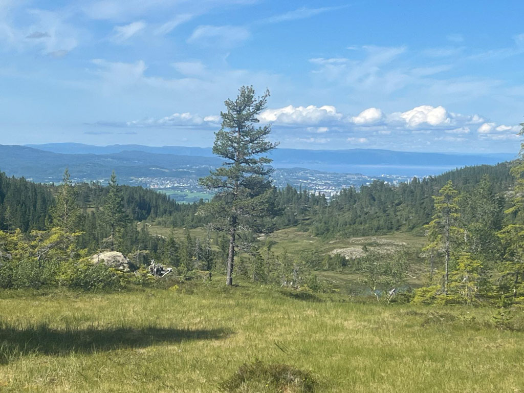 Výhled na Trondheim od Øyvindtjønna Cabin