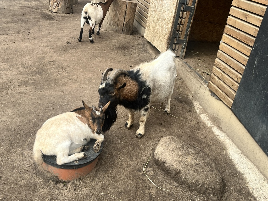 Velkopopovický kozel